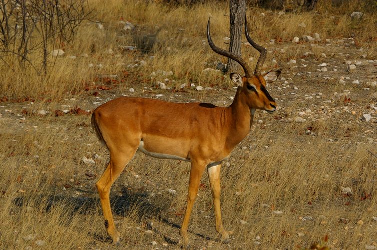 670 Namibia Okt 2006 .JPG